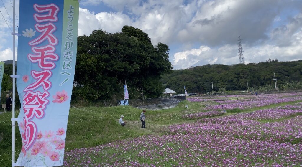 金武町のコスモス祭り